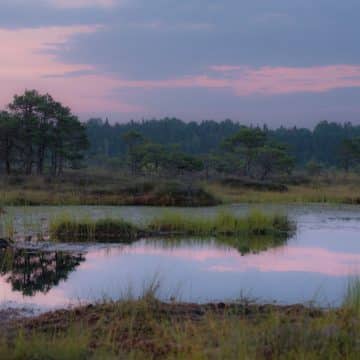 découvrez un havre de paix avec 'nature escape' : un voyage immersif au cœur de la nature, idéal pour se ressourcer et s'évader du quotidien. explorez des paysages époustouflants et reconnectez-vous avec l'environnement.