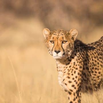 explorez l'aventure ultime avec notre safari inoubliable à travers la faune sauvage. découvrez des paysages époustouflants et rencontrez des animaux majestueux dans leur habitat naturel. réservez votre expérience dès maintenant!