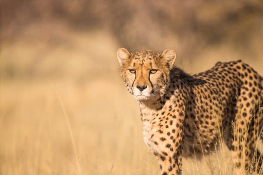 explorez l'aventure ultime avec notre safari inoubliable à travers la faune sauvage. découvrez des paysages époustouflants et rencontrez des animaux majestueux dans leur habitat naturel. réservez votre expérience dès maintenant!